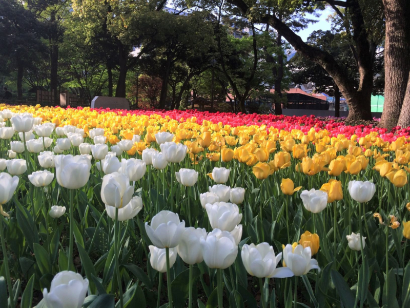 横浜スタジアム内の花壇